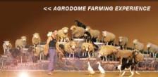 Agrodomw Framing Experience - New Zealand